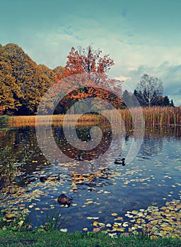 Vintage photo of beautiful autumn landscape - the autumn pond