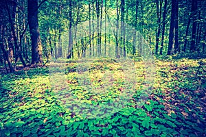 Vintage photo of beautiful green springtime forest landscape