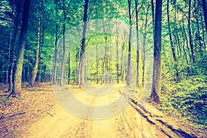 Vintage photo of beautiful green springtime forest landscape