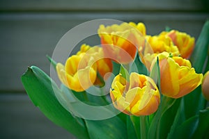 Vintage photo of beautiful orange tulips on a wooden background.