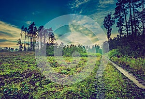 Vintage photo of beautiful summer foggy forest after rain