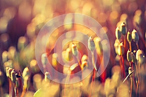 Vintage photo of blooming forest moss