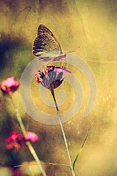 Vintage photo of a butterfly