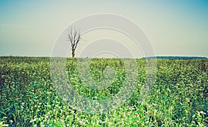 Vintage photo of cereal field with old tree