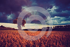 Vintage photo of corn field landscape