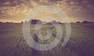 Vintage photo of corn field landscape