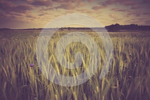 Vintage photo of corn field landscape