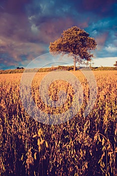 Vintage photo of corn field landscape