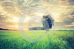 Vintage photo of corn field landscape