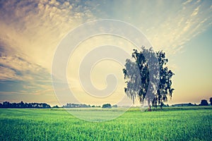 Vintage photo of corn field landscape