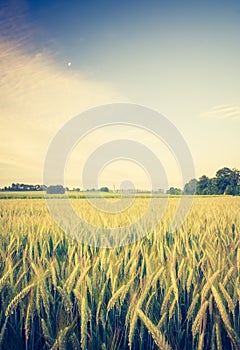 Vintage photo of corn field landscape