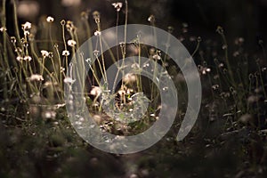 Vintage photo of Flowering grass