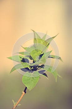 Vintage photo of a fresh lilac leaves