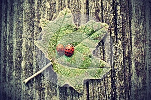 Vintage photo of ladybugs on green leaf