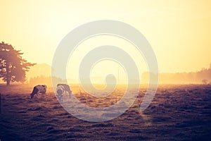 Vintage photo of landscape with cows on pasture