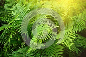 Vintage photo of lush green fern. Pteridium aquilinum