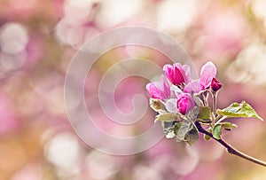 Vintage photo of pink apple tree flowers. Shallow depth of field