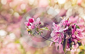 Vintage photo of pink apple tree flowers. Shallow depth of field
