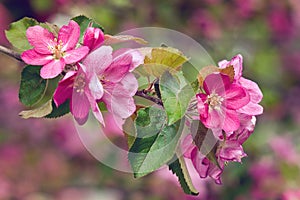 Vintage photo of pink apple tree flowers. Shallow depth of field