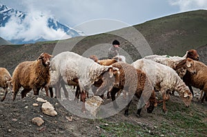 Vintage photo of shepherd herding his flock of sheep