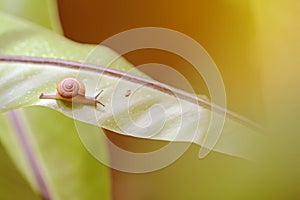 Vintage photo of snail effect blur and soft