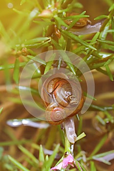 Vintage photo of snail effect blur and soft