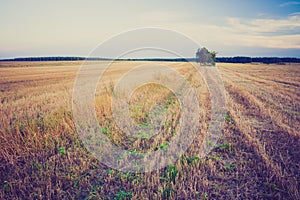 Vintage photo of stubble field