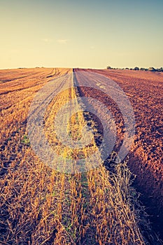 Vintage photo of stubble field