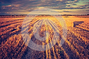 Vintage photo of stubble field