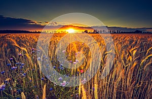 Vintage photo of sunset over corn field at summer