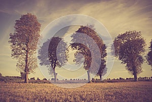 Vintage photo of sunset over trees an field