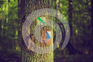 Vintage photo of trail sign painted on tree bark in summertime forest.