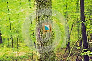 Vintage photo of trail sign painted on tree bark in summertime forest.