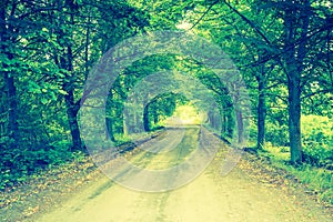 Vintage photo of trees alley in summer