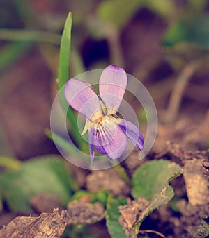 Vintage photo of a violet flower