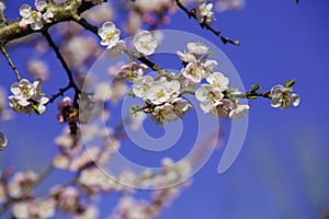 Vintage photo of white apricot tree flowers in spring