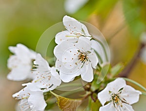 Vintage photo of white cherry tree flower in spring