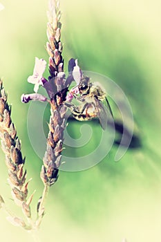 Vintage photo of wild flower with bee in the garden