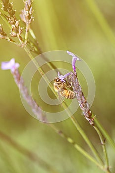 Vintage photo of wild flower with bee in the garden