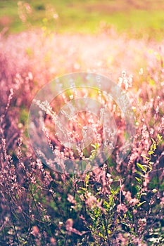 Vintage photo of wildflower field. Sunset.