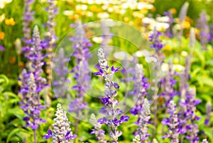 Vintage photographs of wild flowers, purple, lavender sunset.