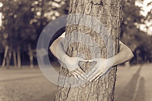 Vintage picture hands making heart shape around pine tree at sun