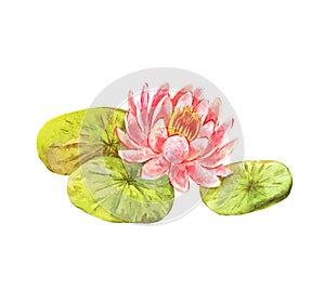 Vintage picture of lotus. Watercolor feng shui flower