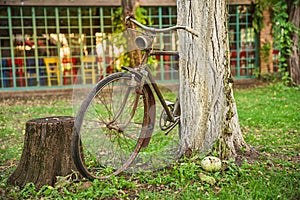 Vintage picture and old bicycle bike parked on tree in courtyard