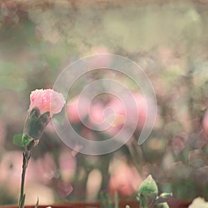 Vintage Pink Bokeh Carnation Flowers