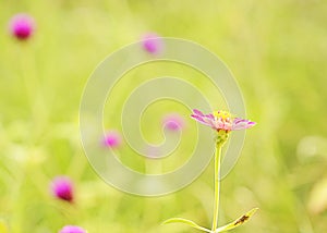 Vintage pink flower plants with light bokeh backgrounds