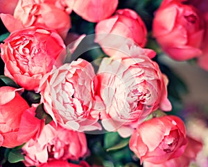 Vintage pink Peonies photo