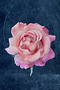 Vintage pink rose blossom with rain drops and green leaf on blue gray textured stone background