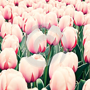 Vintage Pink tulips in a garden