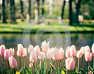 Vintage Pink tulips in a garden